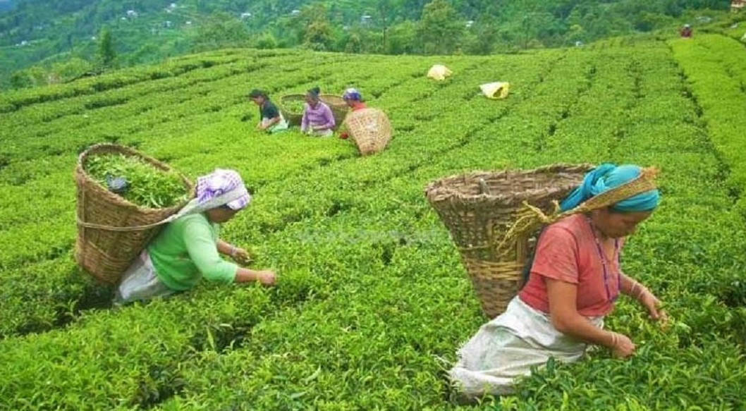 चियाको गुणस्तर सुधार्न परीक्षण प्रयोगशाला स्थापनाको पहल