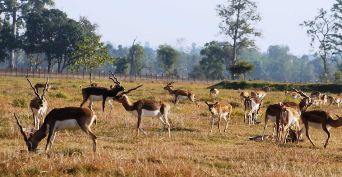 टिकौलीमा कृष्णसार स्थानान्तरणका लागि करिब १३० रुख व्यवस्थापन आवश्यक, तयारी तीव्र